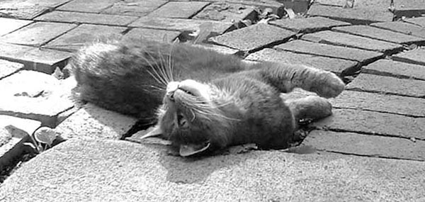 gray cat on bricks