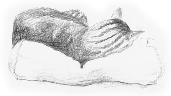 sketch of cat sleeping
