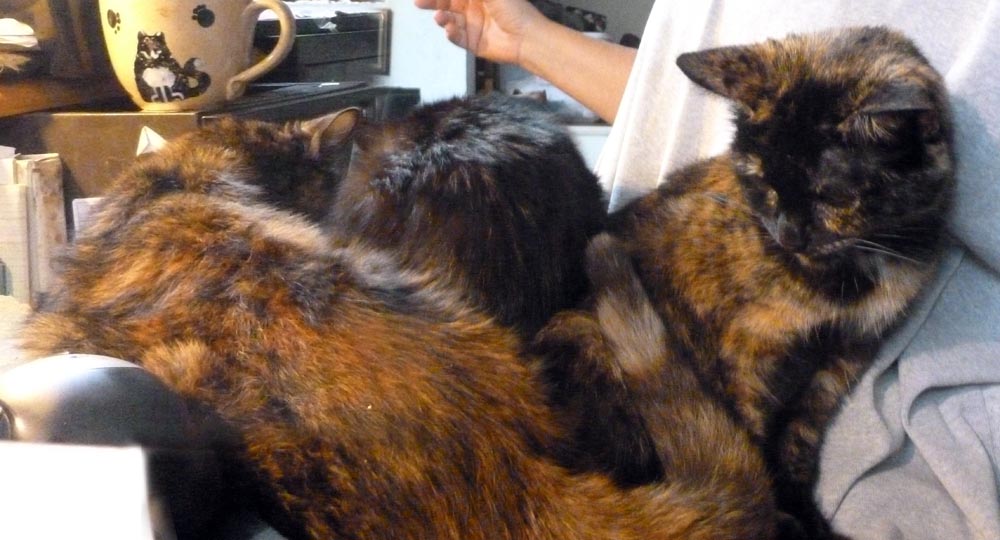 three cats on lap