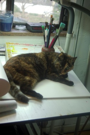 tortie cat on table