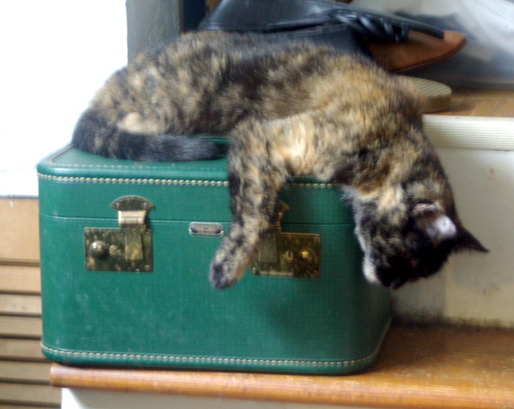 tortoiseshell cat sleeping on train case