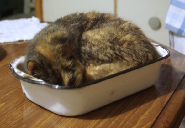 tortoiseshell cat napping in pan
