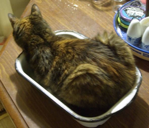 tortoiseshell cat in baking pan