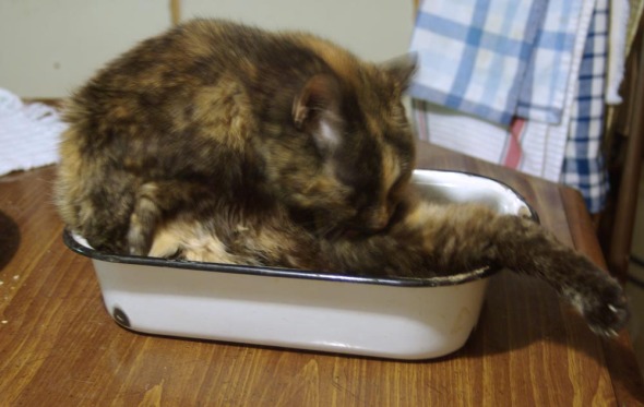 tortoiseshell cat bathing in pan