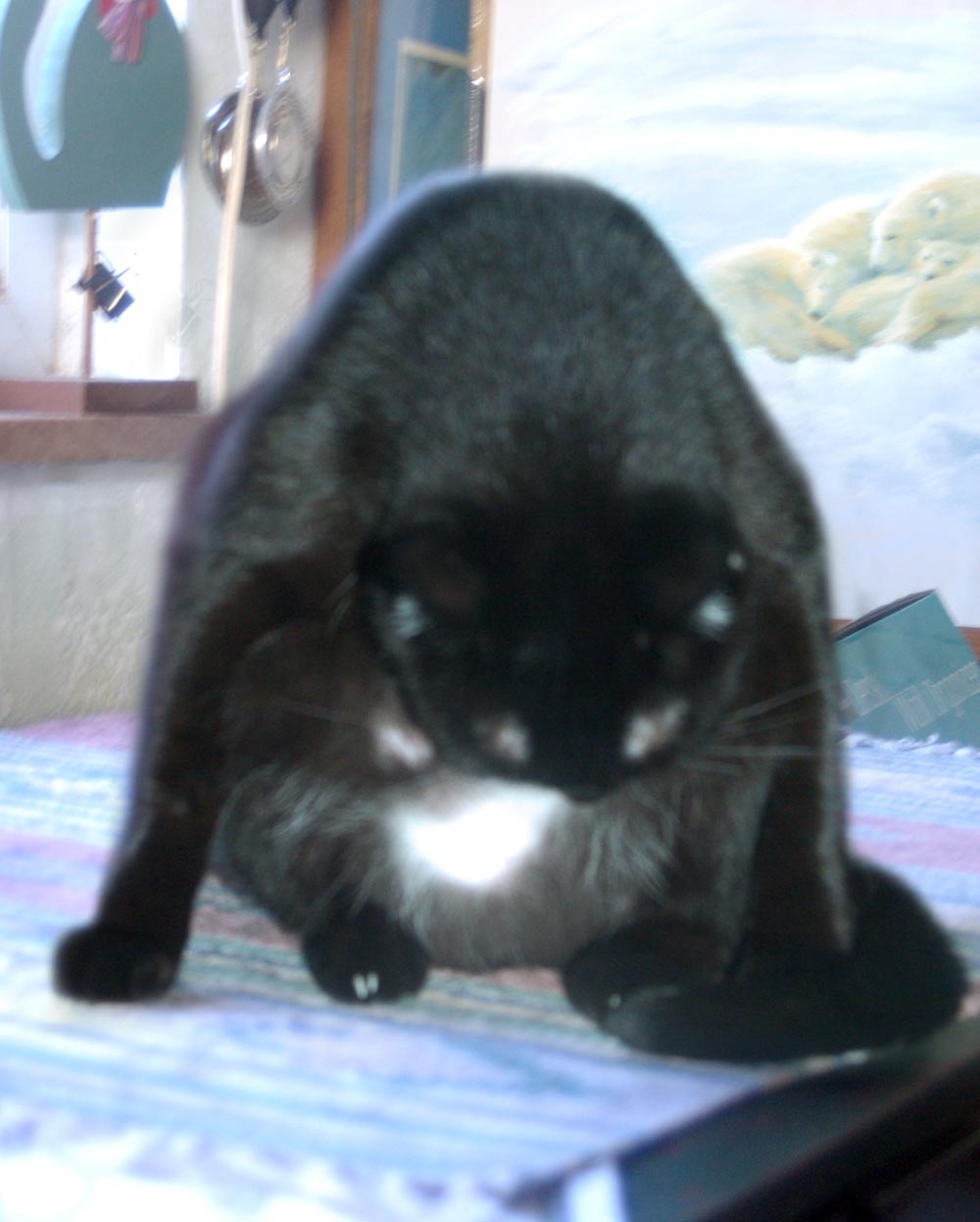 black cat washing belly