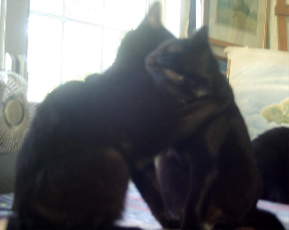 two black cats tangling