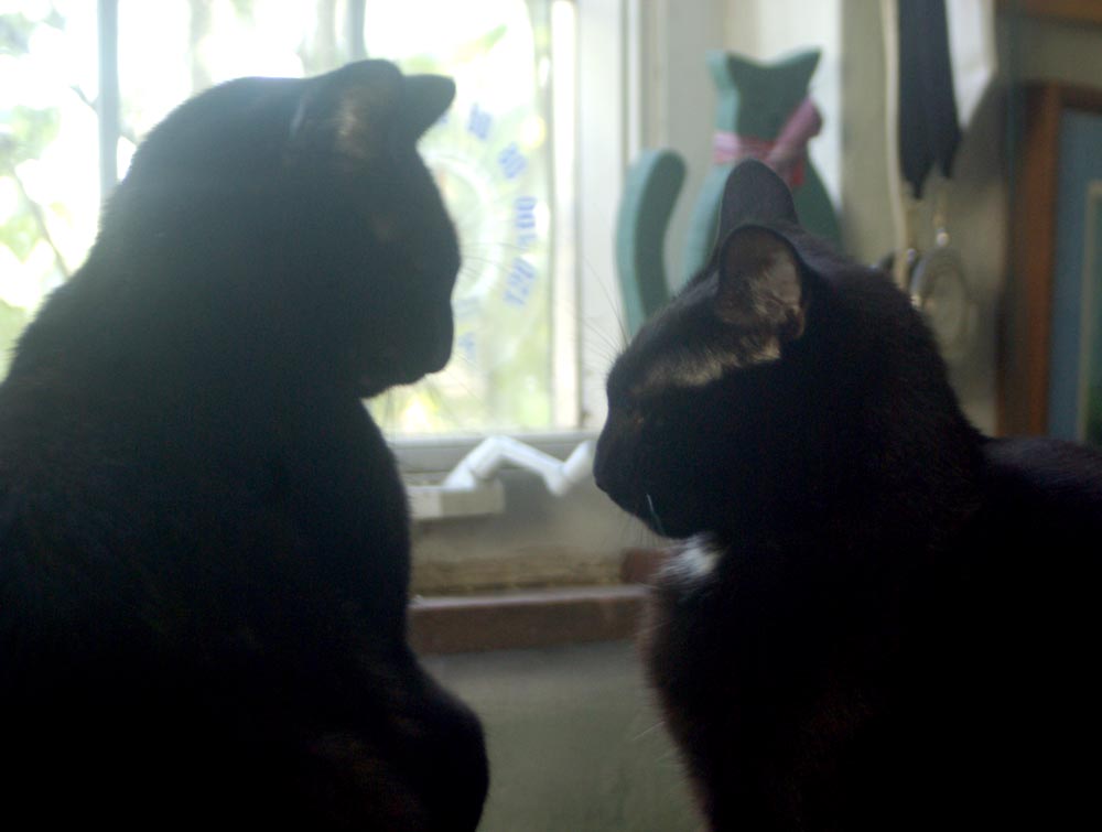 two black cats looking at each other