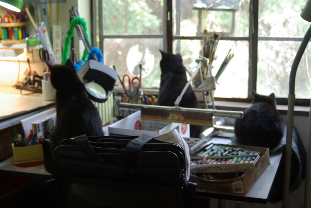 three cats in studio