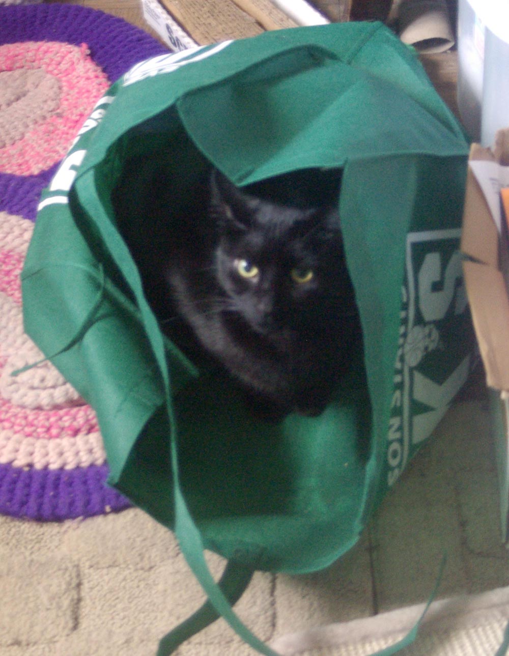 black cat in green bag