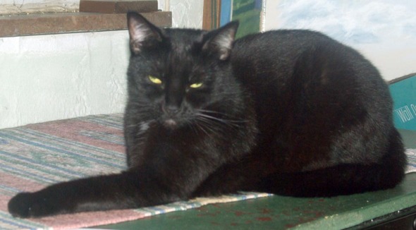 black cat on table