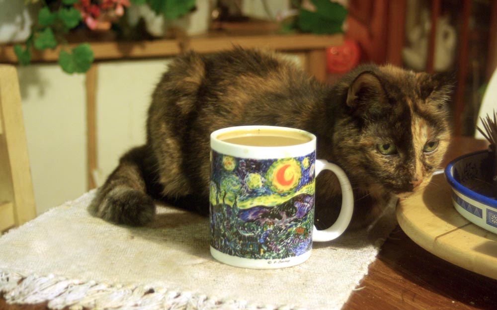 tortoiseshell cat with cup of coffee with starry night printed