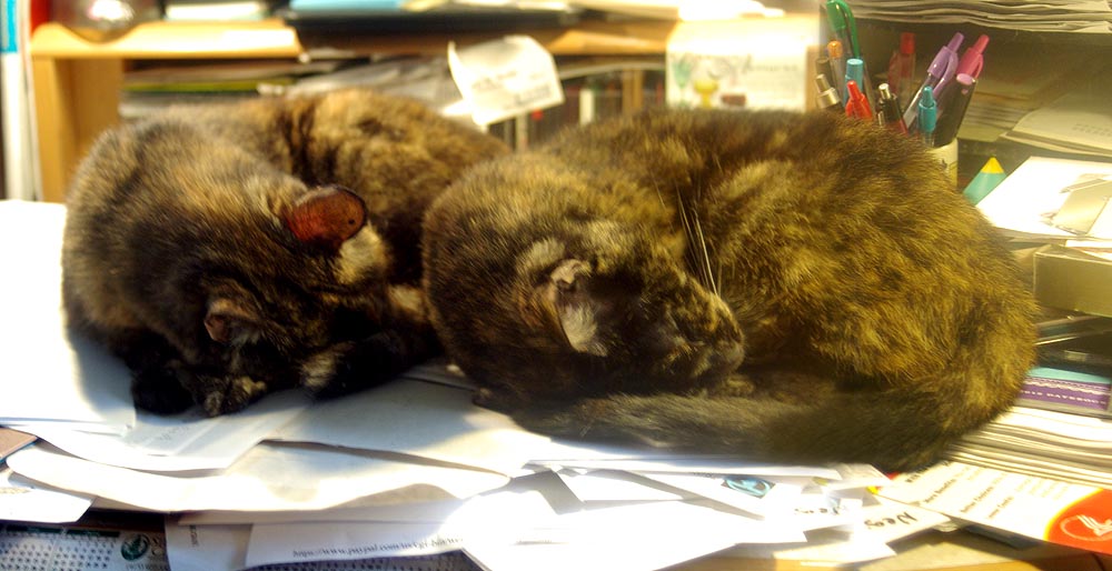 two tortoiseshell cats on the desk
