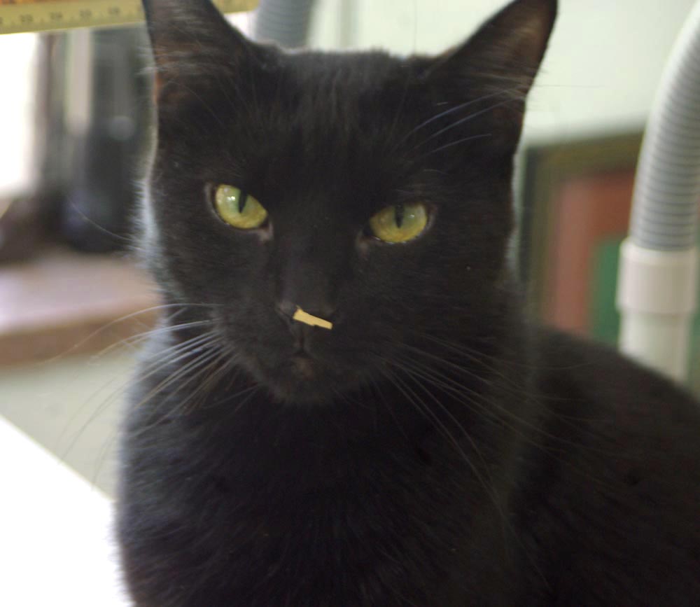 black cat with piece of paper on his nose