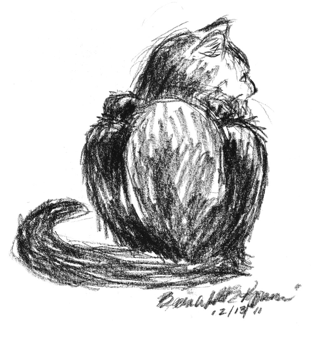 sketch of black cat from the back