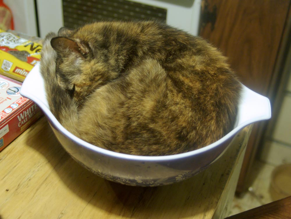 cat in mixing bowl from above
