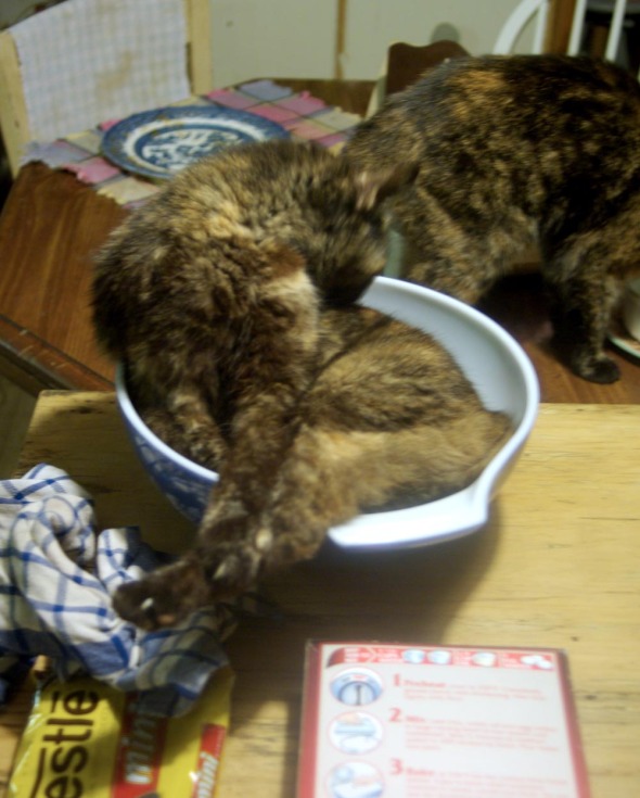 photo of cat bathing in mixing bowl