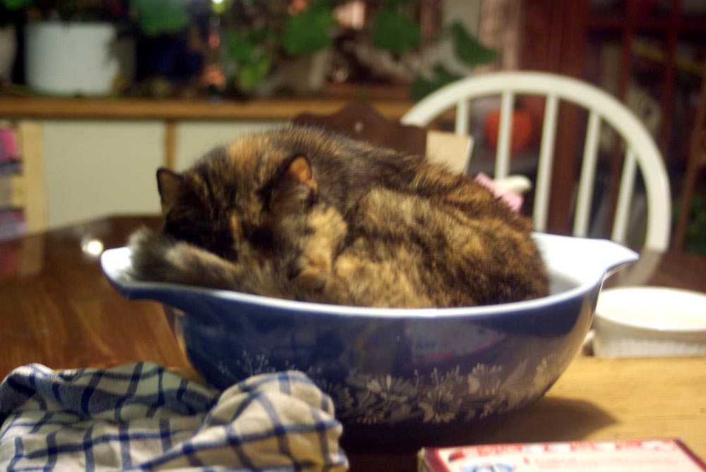 tortoiseshell cat in mixing bowl