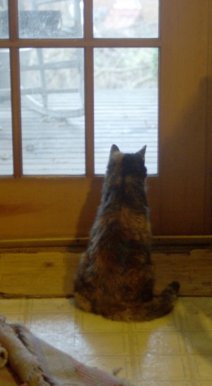 tortoiseshell cat looking out door