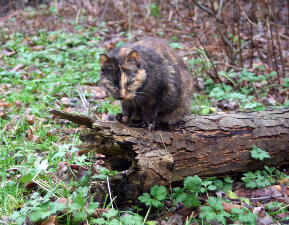 tortoiseshell cat on log