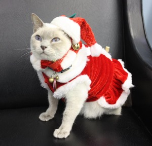 cat in Santa suit