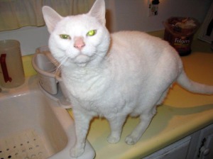 photo of white cat