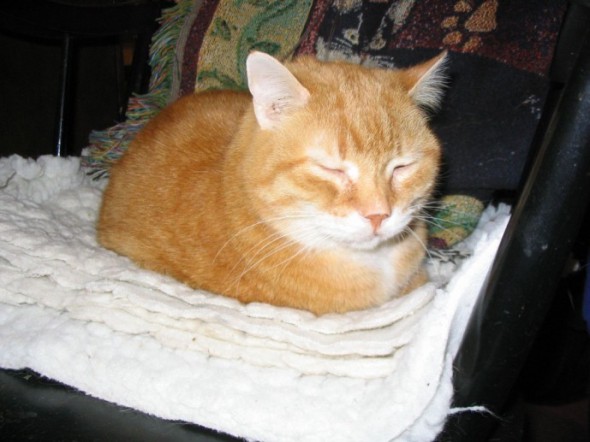 photo of orange cat