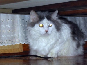 photo of long-haired cat under bed