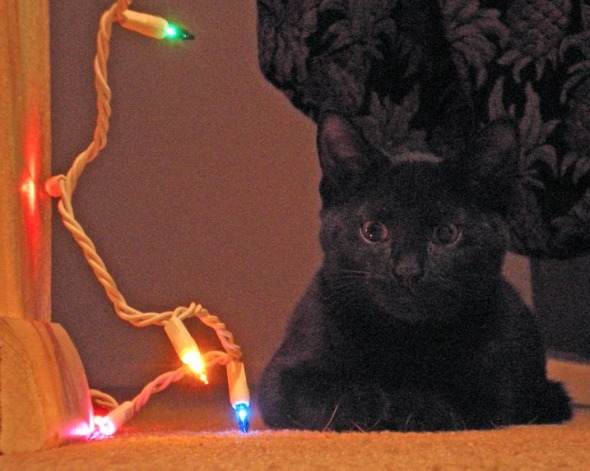 black cat with lights