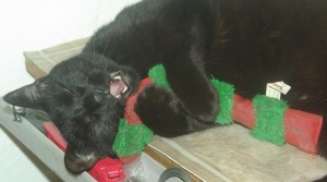 black cat with catnip toy