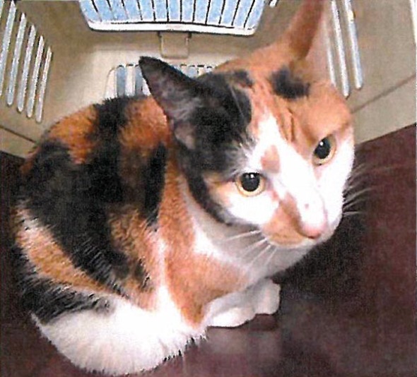 calico cat in carrier