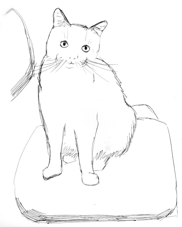 sketch of cat sitting on chair