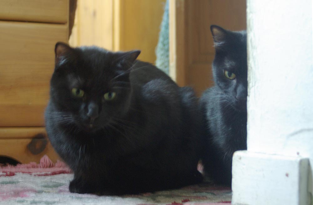 two black cats looking down the steps