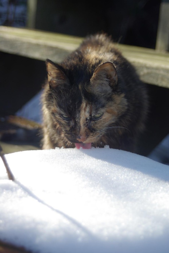 tortie cat eating snow