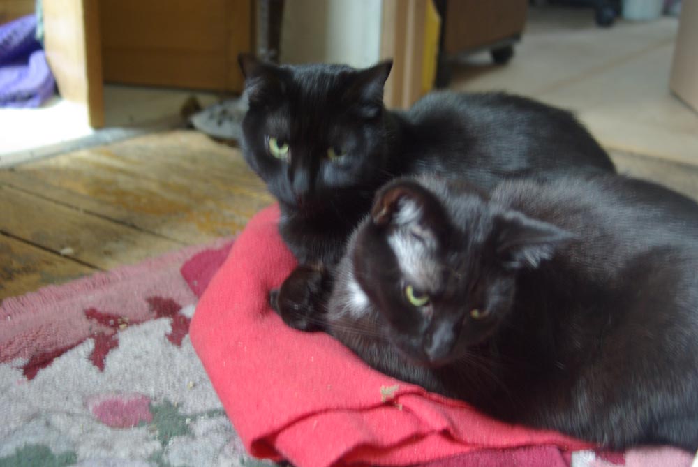 two black cats on red cloth