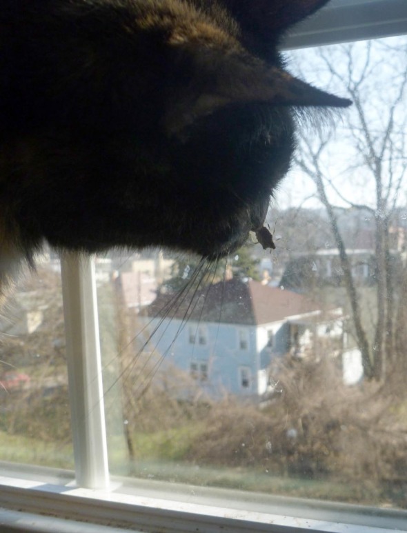 cat at window with stinkbug