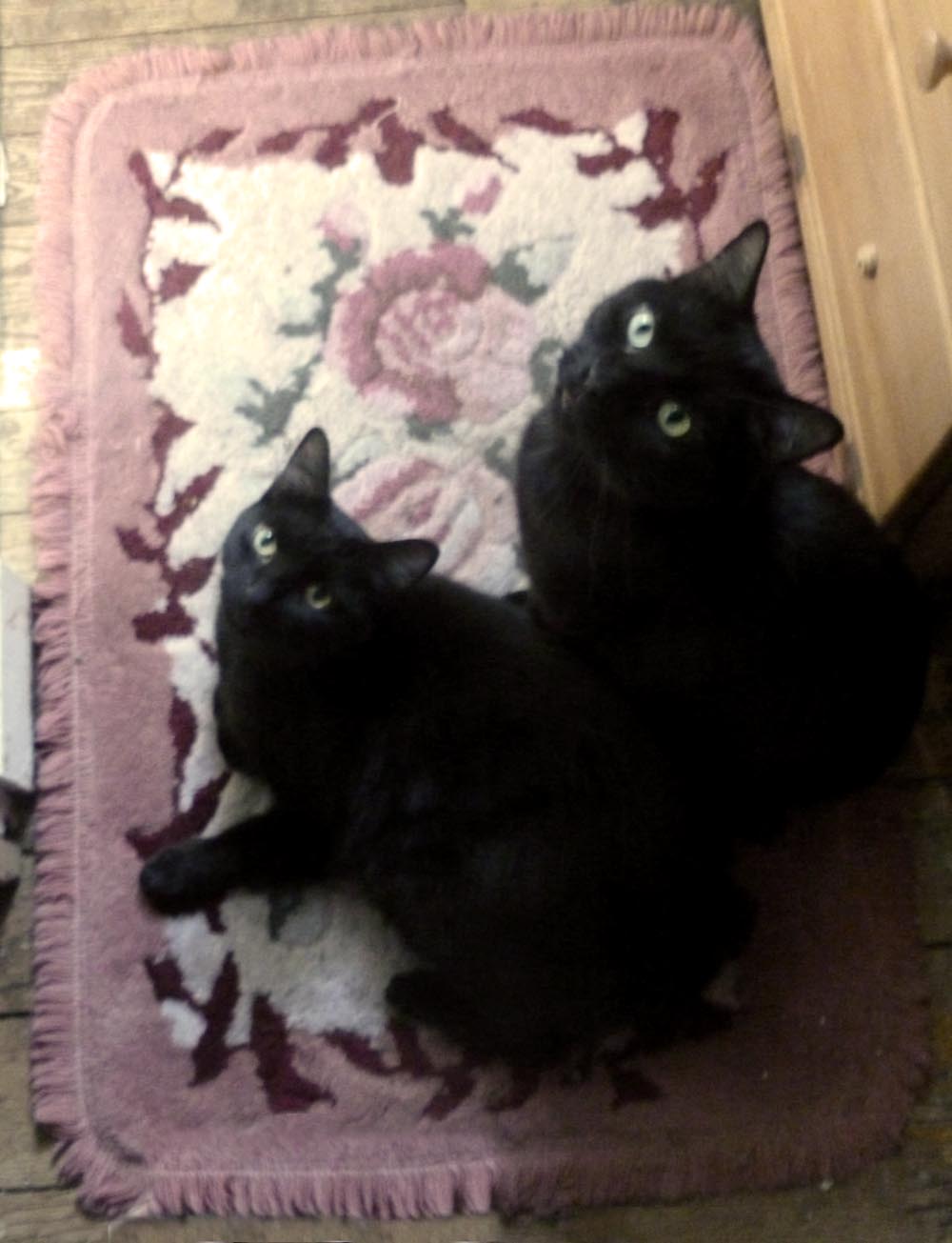 two black cats on flowered rug