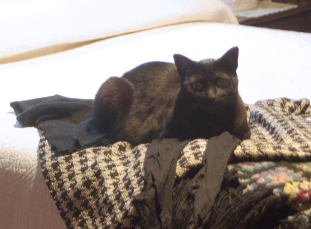 black cat on clothes on bed