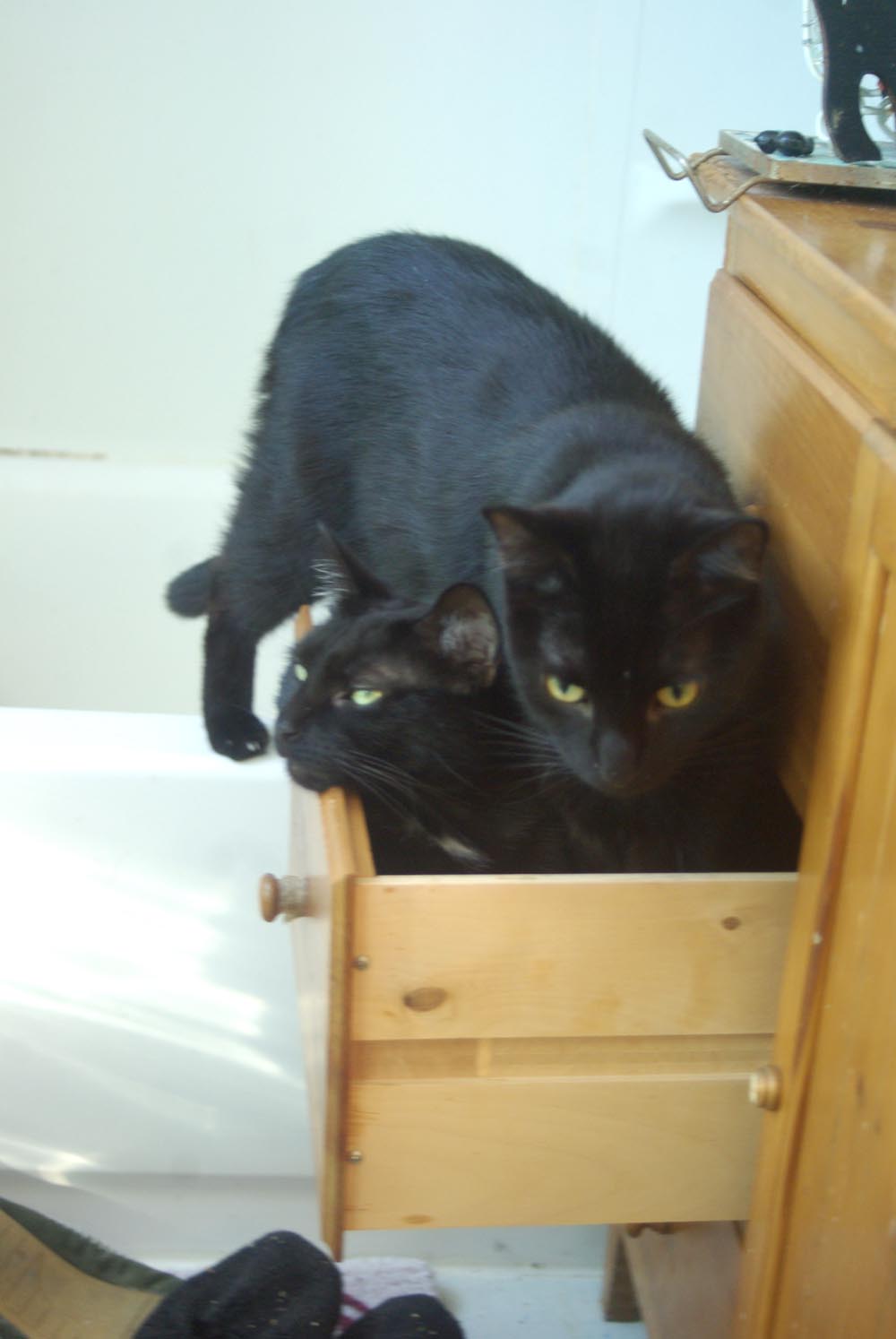 two black cats in drawer