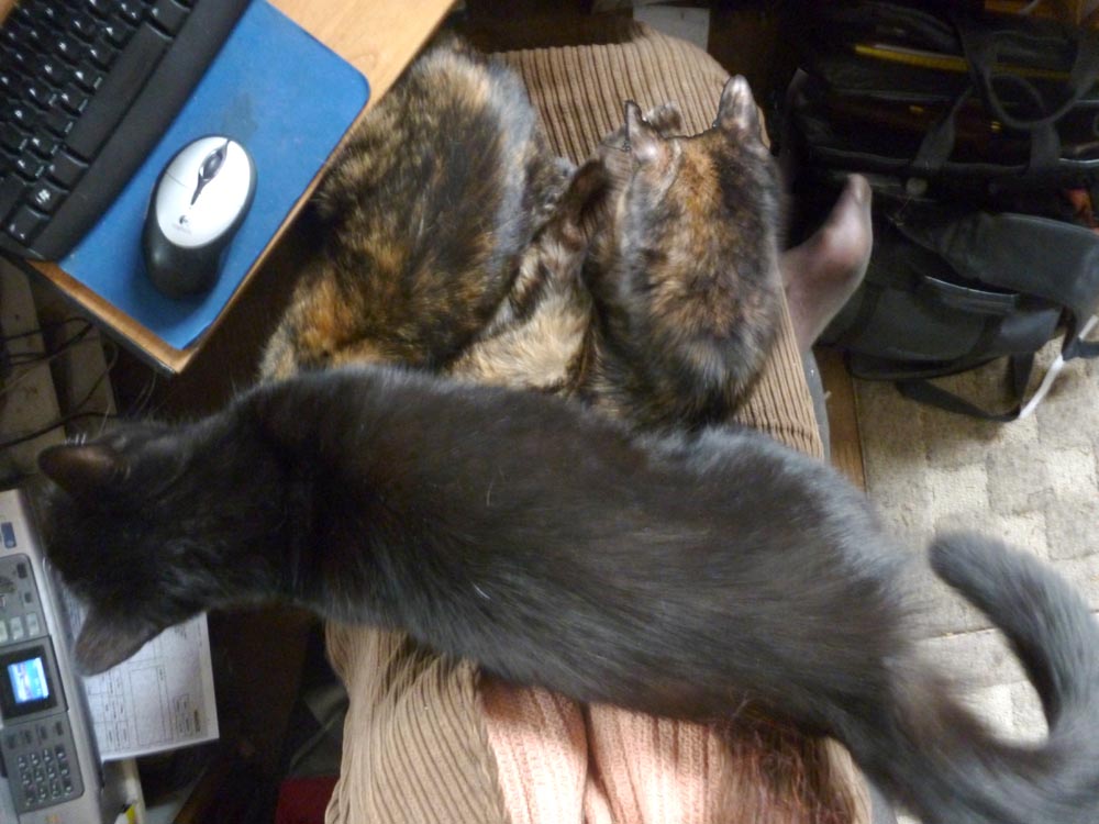 black cats and two tortoiseshell cats