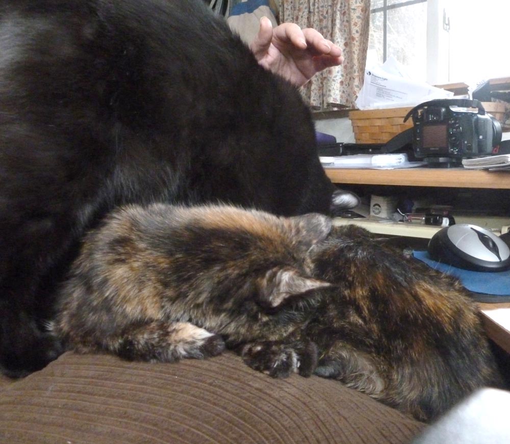 black cat washing two tortie cats