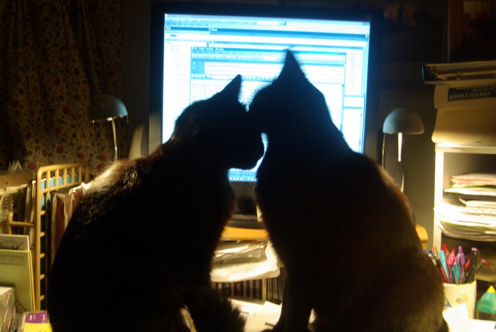 two cats washing faces in front of computer