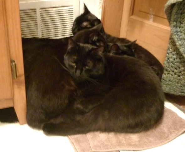 four black cats in a pile