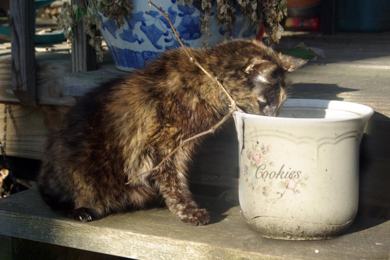 cat looking into flower pot