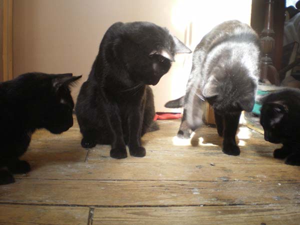 four black cats playing