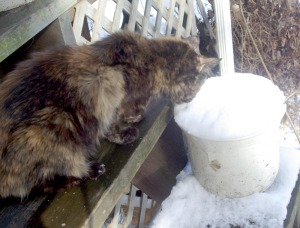 tortoiseshell cat eating snow