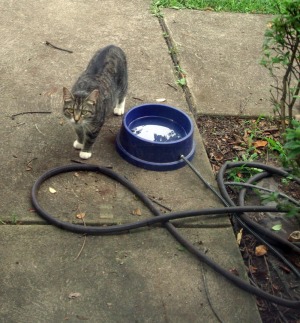 outdoor heated water bowl for feral cats and wildlife