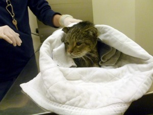 cat with neck wound