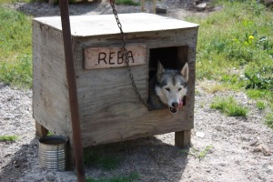 a husky sled dog in his shelter