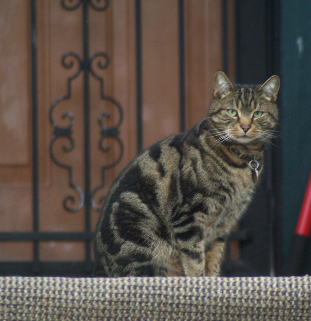 tabby cat on porch
