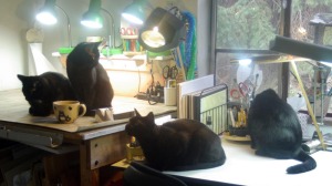 four black cats on tables